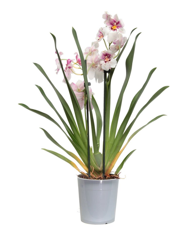 Anaç Orkide Spatyum