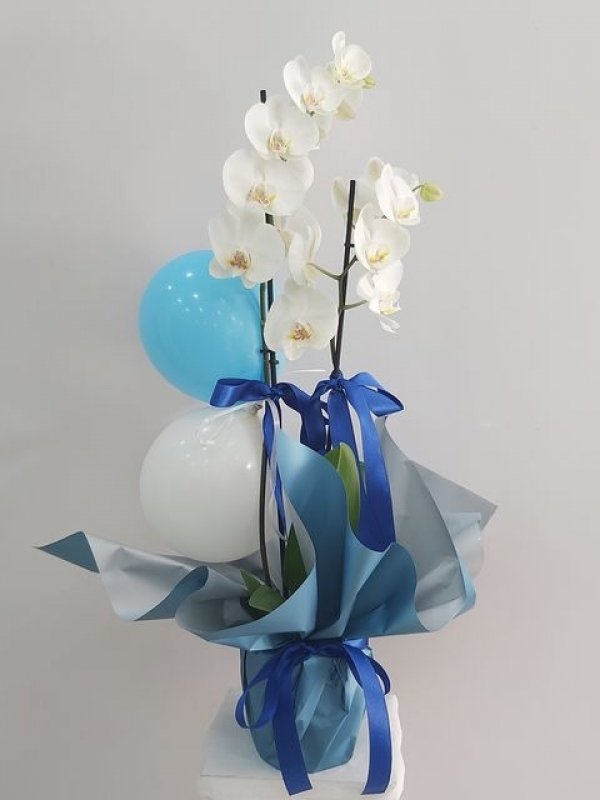 Saksı Orkide Balon