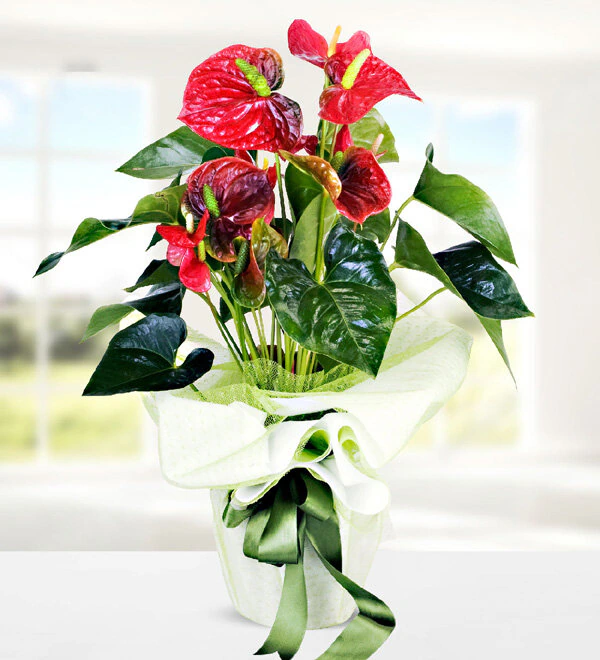 Saksıda Anthurium