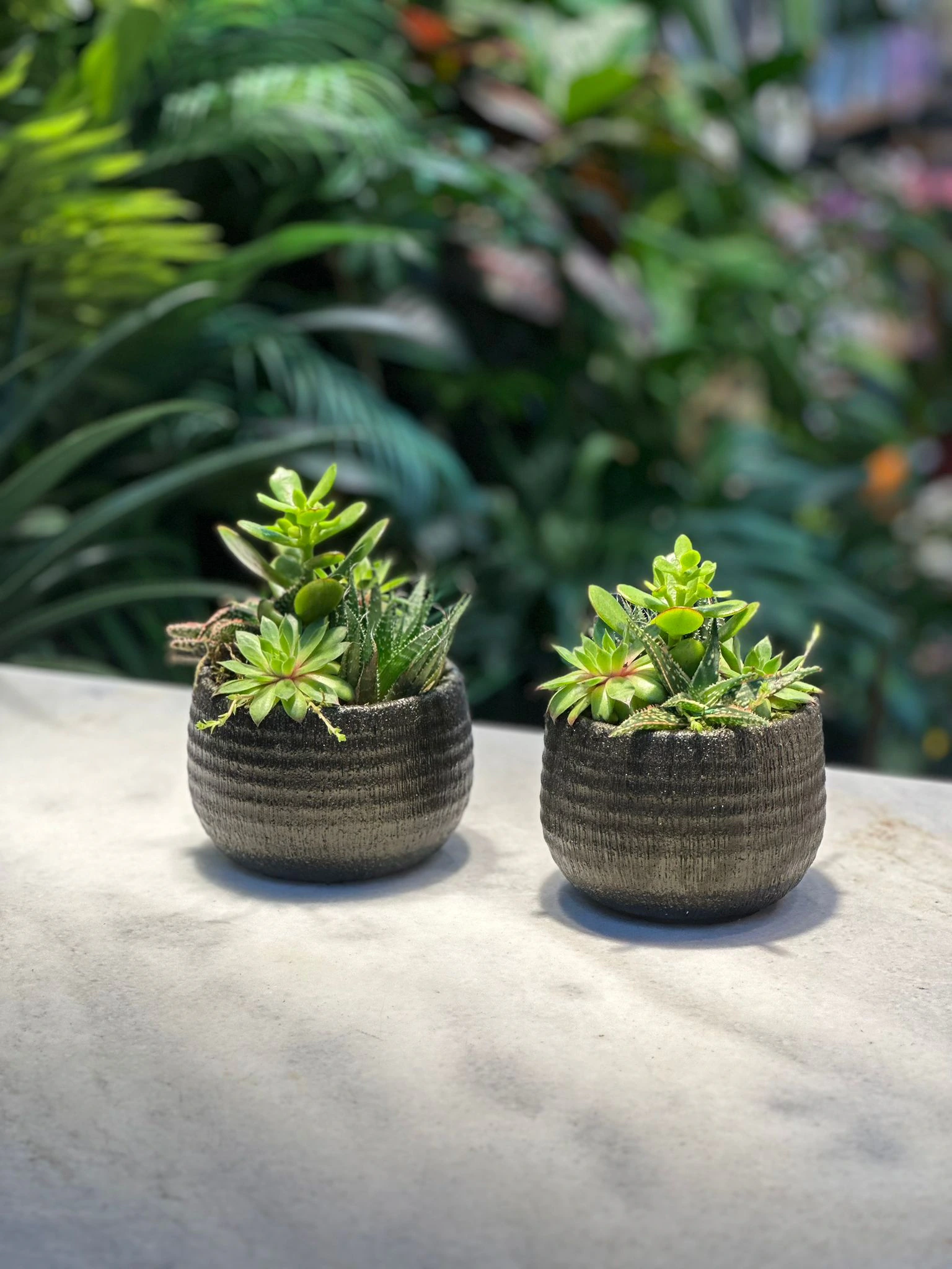 Sukulent