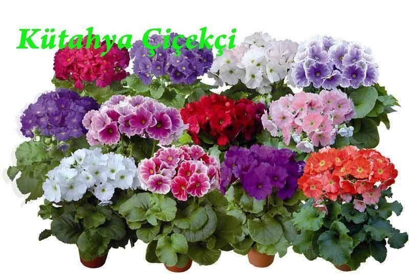 Saksı Onbiray Primula