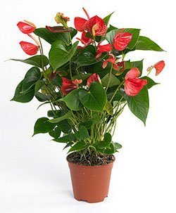 Saksıda Anthurium