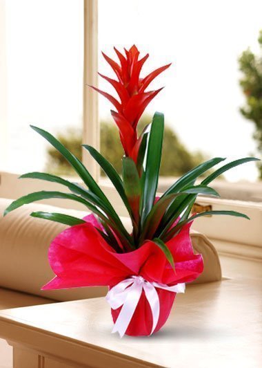 Saksıda Guzmania