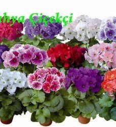 Saksı Onbiray Primula