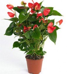 Saksıda Anthurium