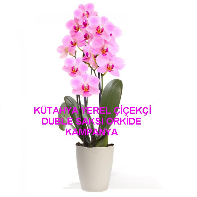 Saksıda Orkide