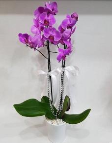 Çift Dal Lila Orkide