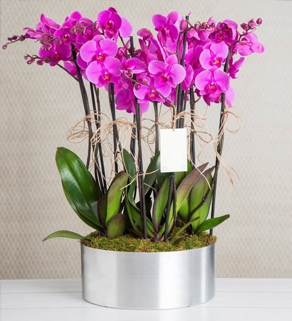 Çok Dallı Saksı Orkide