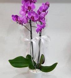 Çift Dal Lila Orkide