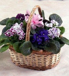 Saksıda Menekşe Mix