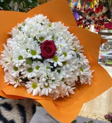 Papatyalar