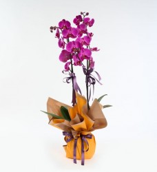Saksıda Orkide Çift Dal