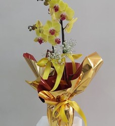 Çift Dal Sarı Orkide